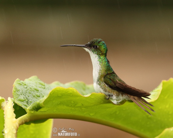 Andenamazilie (Amazilia franciae)