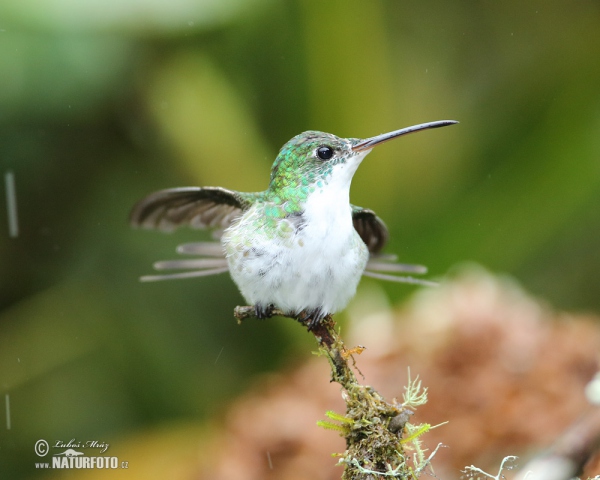 Andenamazilie (Amazilia franciae)