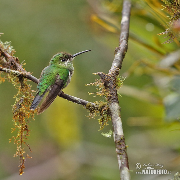 Andenamazilie (Amazilia franciae)