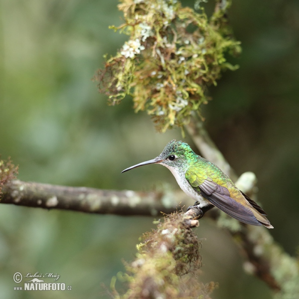 Andenamazilie (Amazilia franciae)