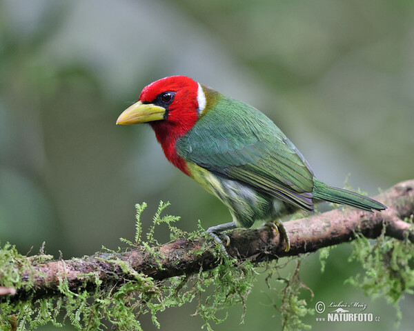 Andenbartvogel (Eubucco bourcierii)