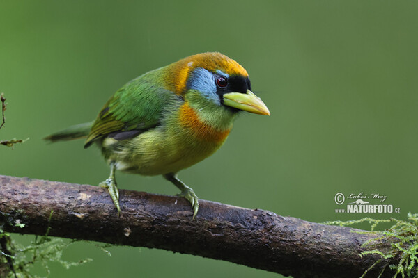 Andenbartvogel (Eubucco bourcierii)