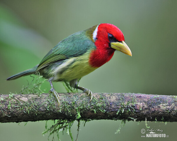 Andenbartvogel (Eubucco bourcierii)