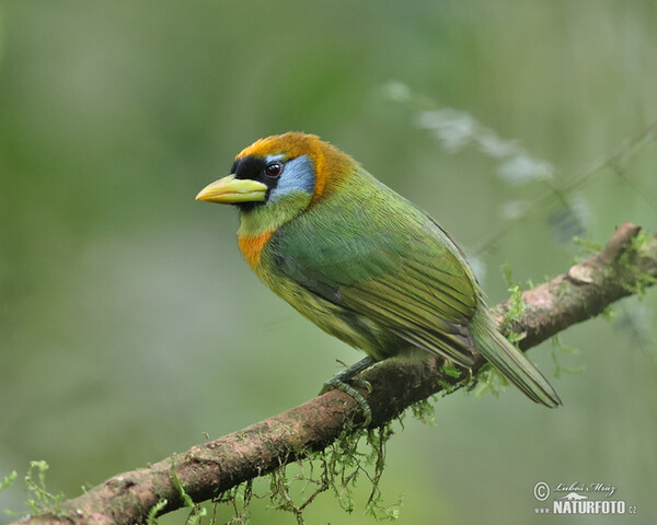 Andenbartvogel (Eubucco bourcierii)