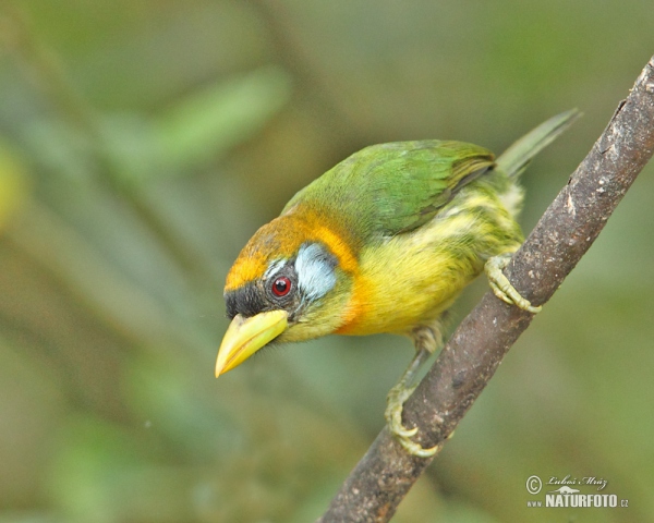 Andenbartvogel (Eubucco bourcierii)