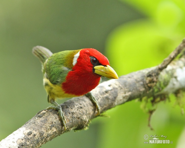 Andenbartvogel (Eubucco bourcierii)