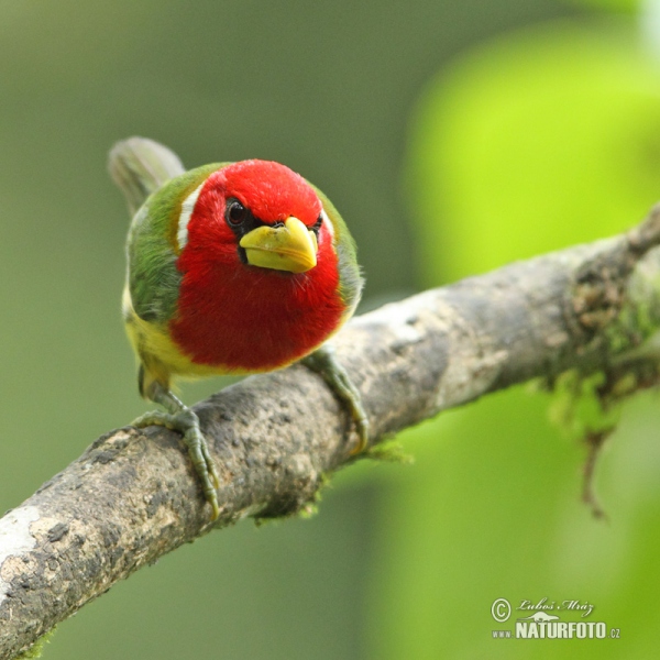 Andenbartvogel (Eubucco bourcierii)