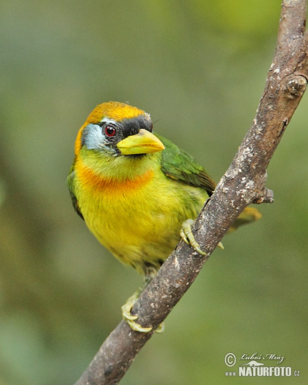 Andenbartvogel (Eubucco bourcierii)