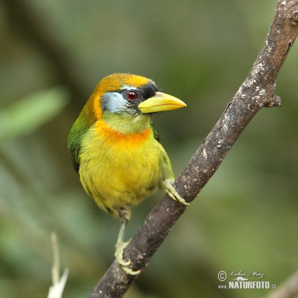 Andenbartvogel (Eubucco bourcierii)