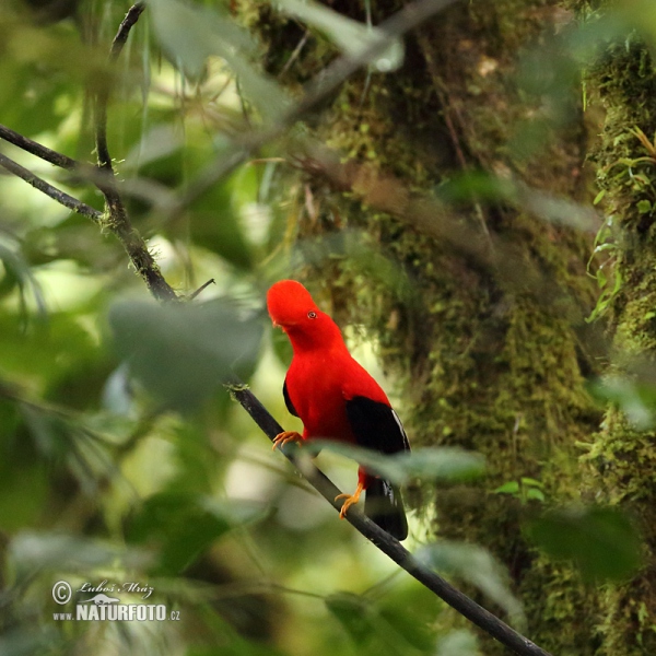 Andenfelsenhahn (Rupicola peruvianus)