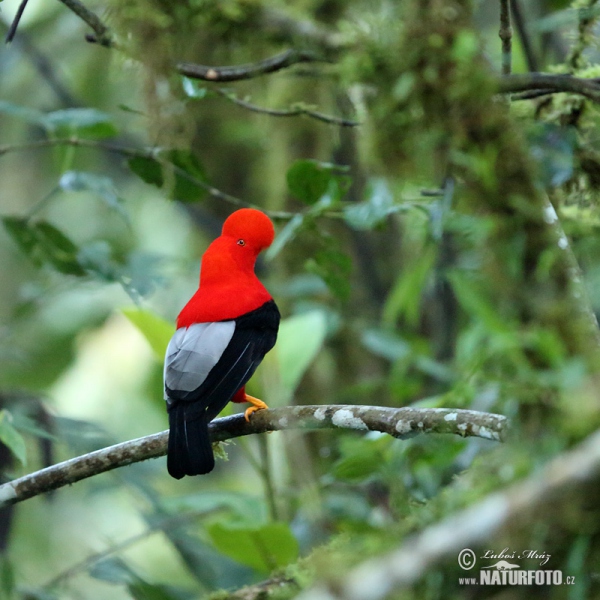 Andenfelsenhahn (Rupicola peruvianus)