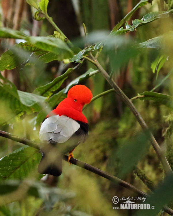 Andenfelsenhahn (Rupicola peruvianus)