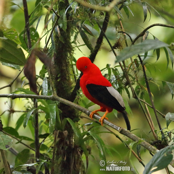 Andenfelsenhahn (Rupicola peruvianus)