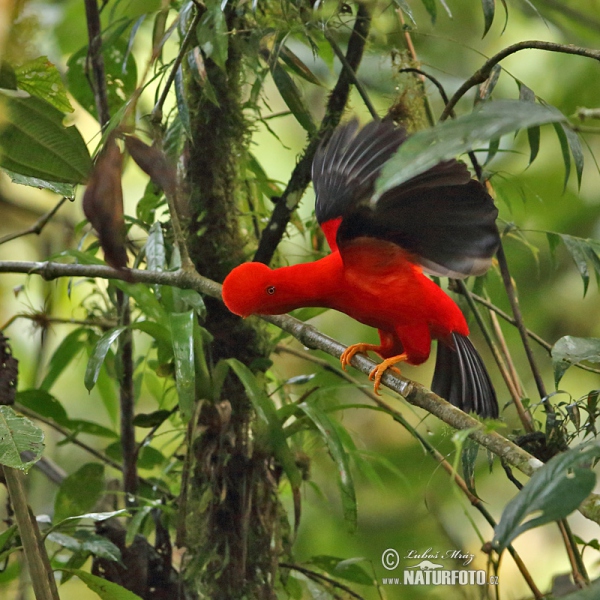 Andenfelsenhahn (Rupicola peruvianus)