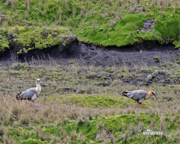 Andenibis (Theristicus branickii)