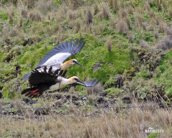 Andenibis (Theristicus branickii)