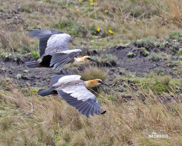 Andenibis (Theristicus branickii)