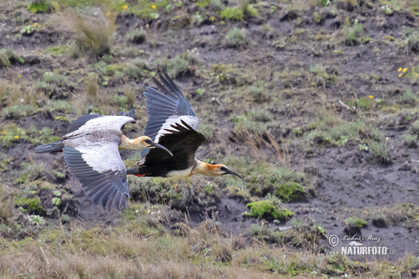 Andenibis (Theristicus branickii)