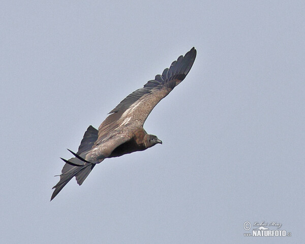 Andenkondor (Vultur gryphus)