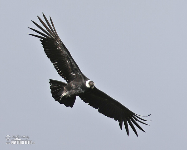 Andenkondor (Vultur gryphus)