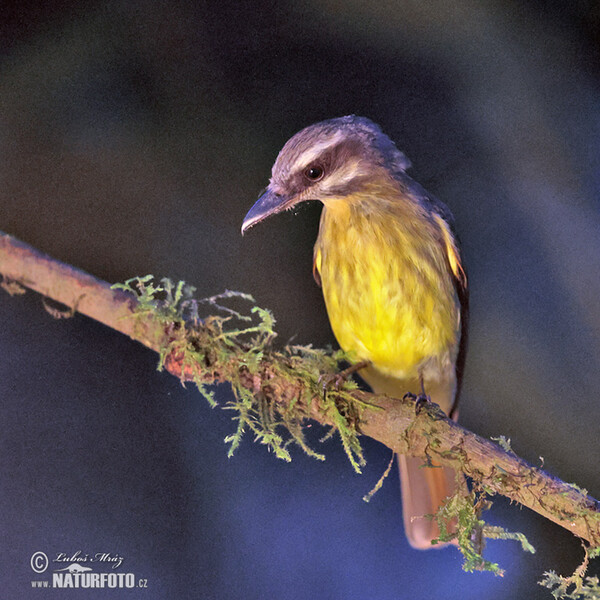 Andenmaskentyrann (Myiodynastes chrysocephalus)