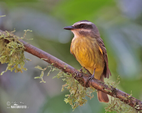 Andenmaskentyrann (Myiodynastes chrysocephalus)