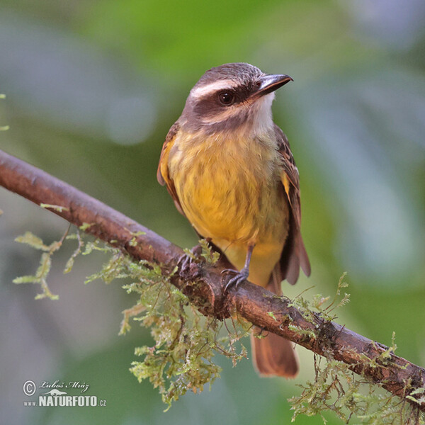 Andenmaskentyrann (Myiodynastes chrysocephalus)