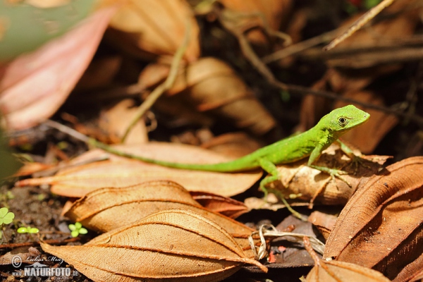 Anolis gemmosus (Anolis gemmosus)