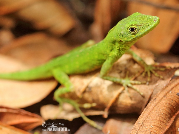 Anolis gemmosus (Anolis gemmosus)