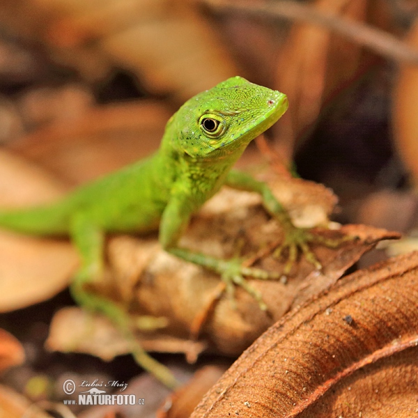 Anolis gemmosus (Anolis gemmosus)