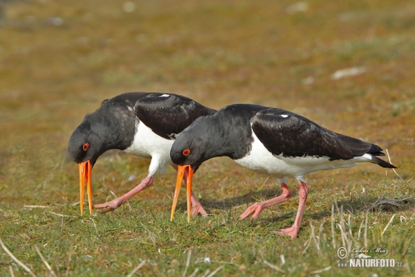 Ausfernfischer (Haematopus ostralegus)