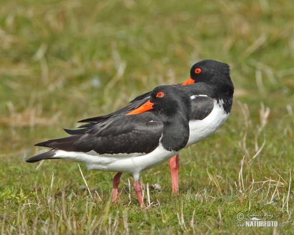 Ausfernfischer (Haematopus ostralegus)