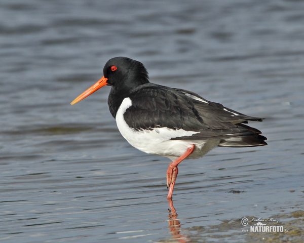 Ausfernfischer (Haematopus ostralegus)