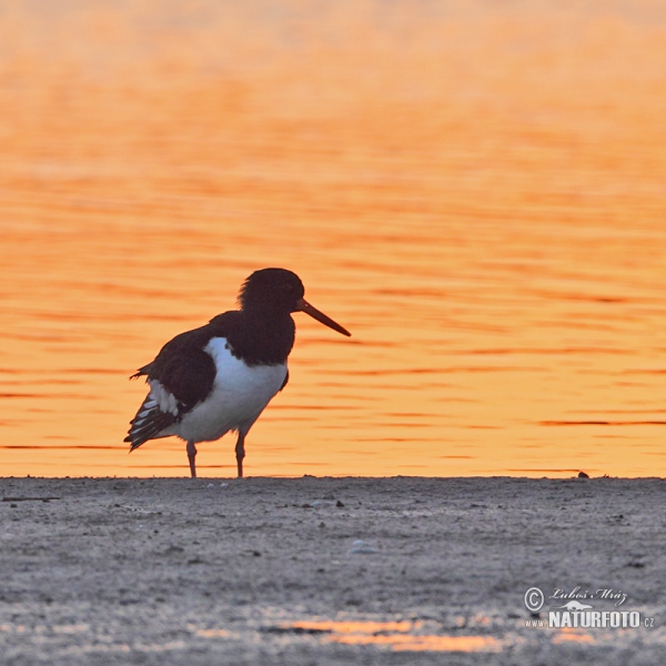 Ausfernfischer (Haematopus ostralegus)