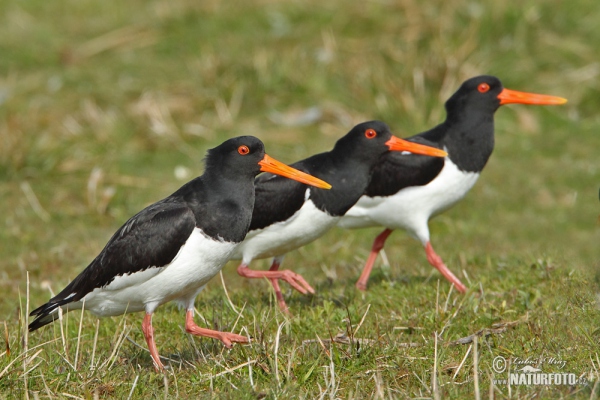 Ausfernfischer (Haematopus ostralegus)