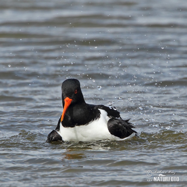 Ausfernfischer (Haematopus ostralegus)