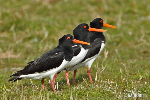 Ausfernfischer (Haematopus ostralegus)