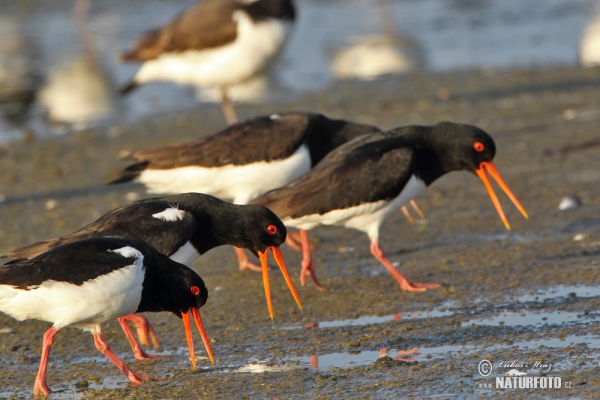 Ausfernfischer (Haematopus ostralegus)