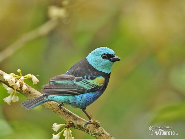 Azurkopftangare (Tangara cyanicollis)