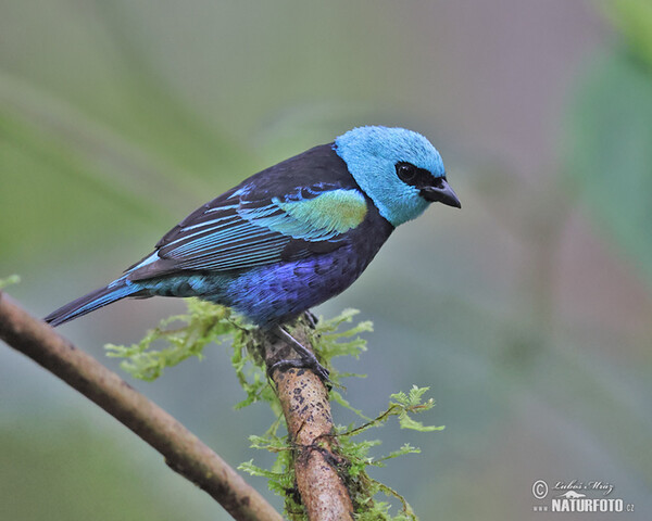 Azurkopftangare (Tangara cyanicollis)