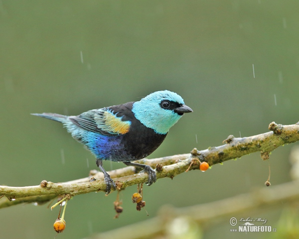 Azurkopftangare (Tangara cyanicollis)