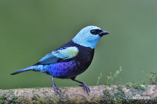 Azurkopftangare (Tangara cyanicollis)