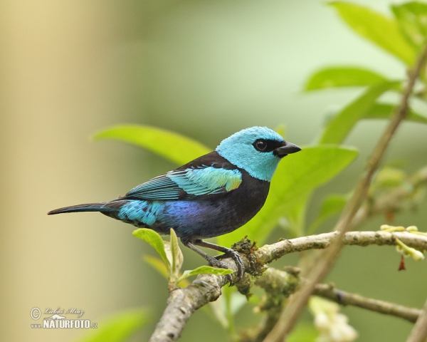 Azurkopftangare (Tangara cyanicollis)