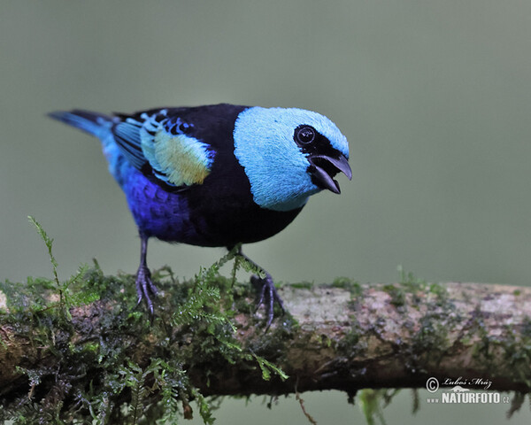 Azurkopftangare (Tangara cyanicollis)