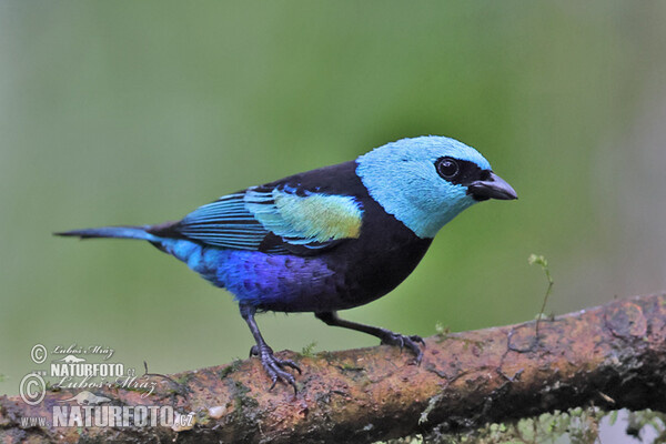 Azurkopftangare (Tangara cyanicollis)