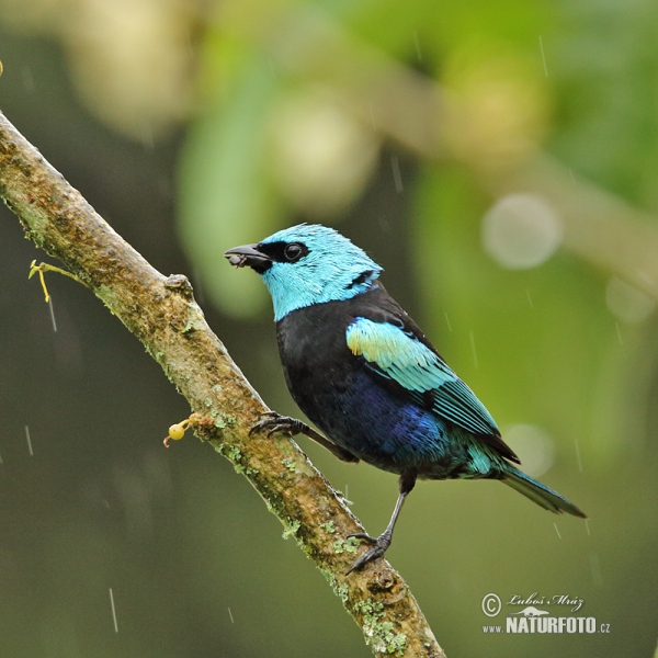 Azurkopftangare (Tangara cyanicollis)