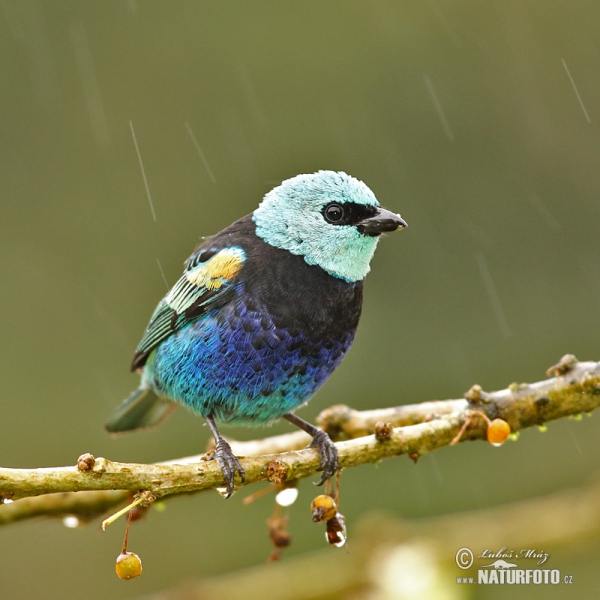 Azurkopftangare (Tangara cyanicollis)