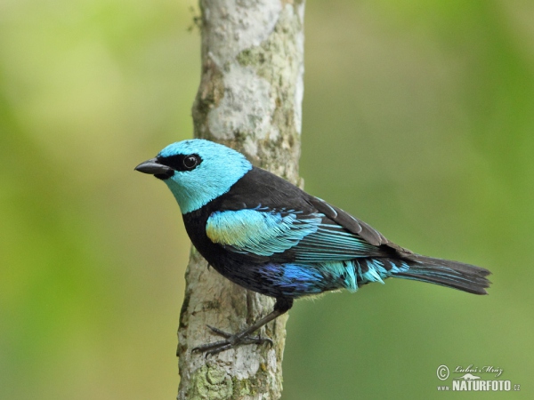 Azurkopftangare (Tangara cyanicollis)