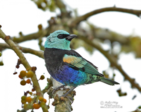 Azurkopftangare (Tangara cyanicollis)