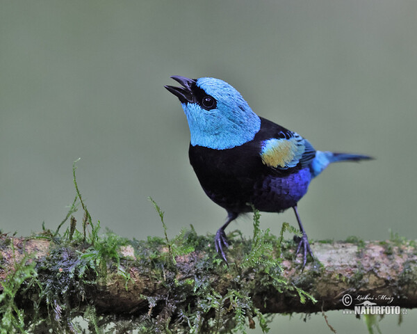 Azurkopftangare (Tangara cyanicollis)